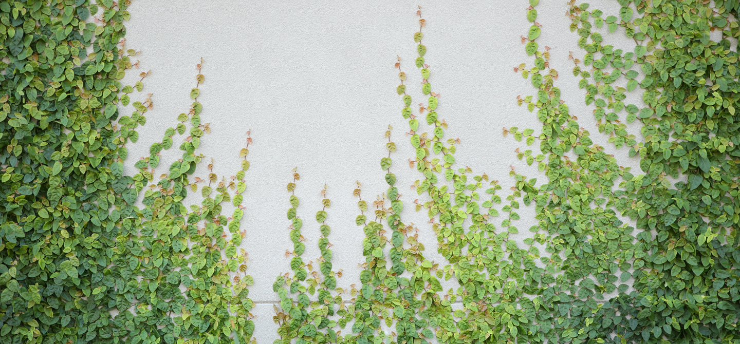 Wall