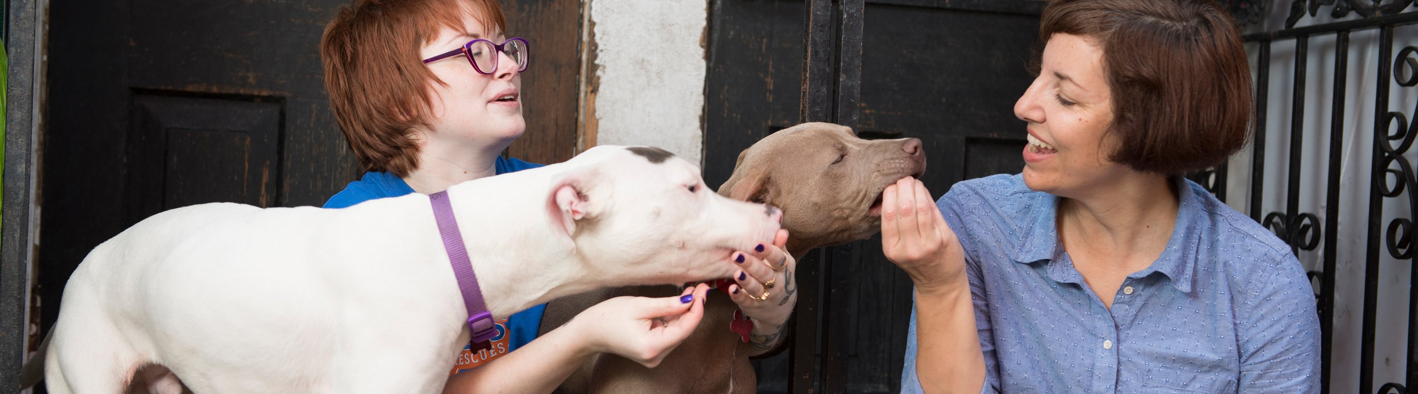 Feeding treats to the pups.