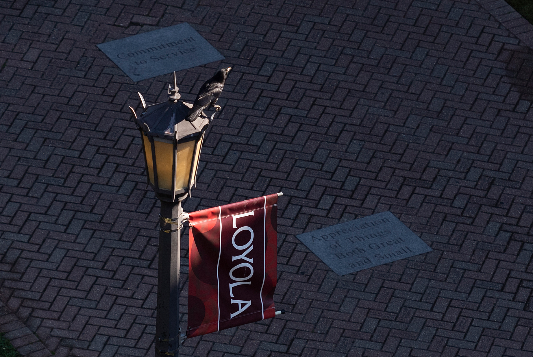 areal view of a crow perched atop lamp post with Loyola banner with the Jesuit Values walk in the background